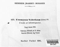 Uromyces valerianae image